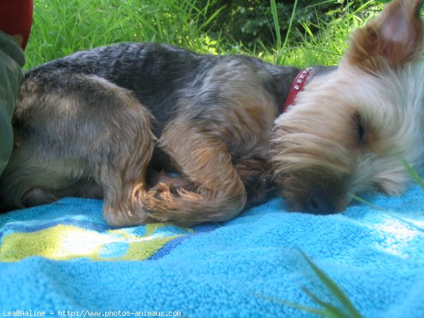 Photo de Yorkshire terrier