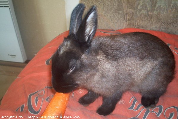 Photo de Lapin