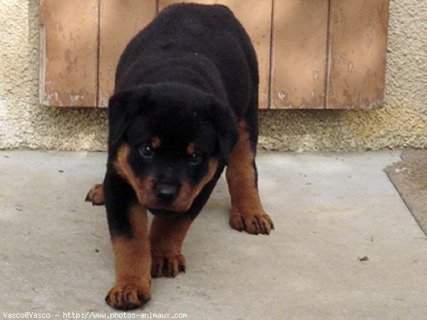 Photo de Rottweiler