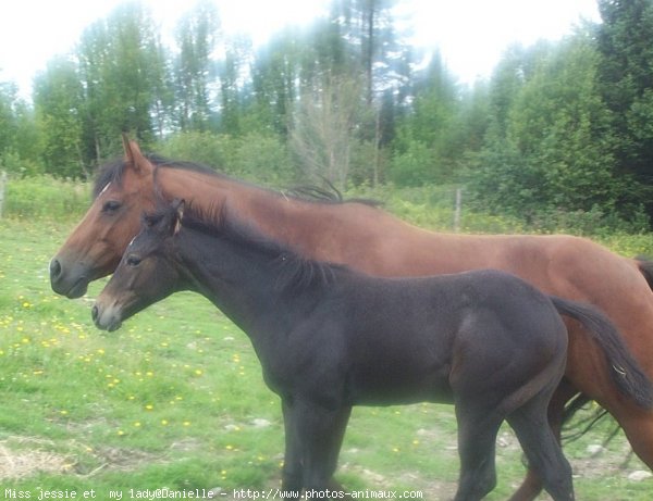 Photo de Races diffrentes