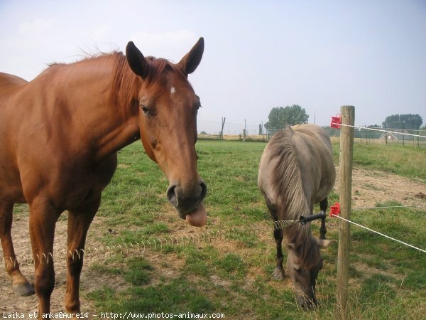 Photo de Races diffrentes