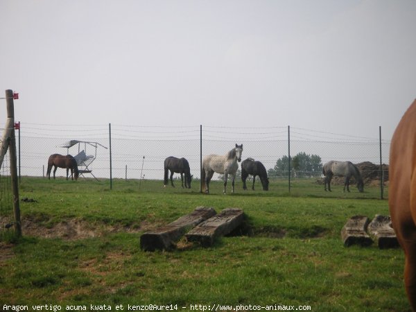 Photo de Races diffrentes