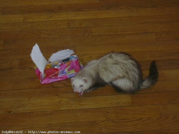 Photo de Furet