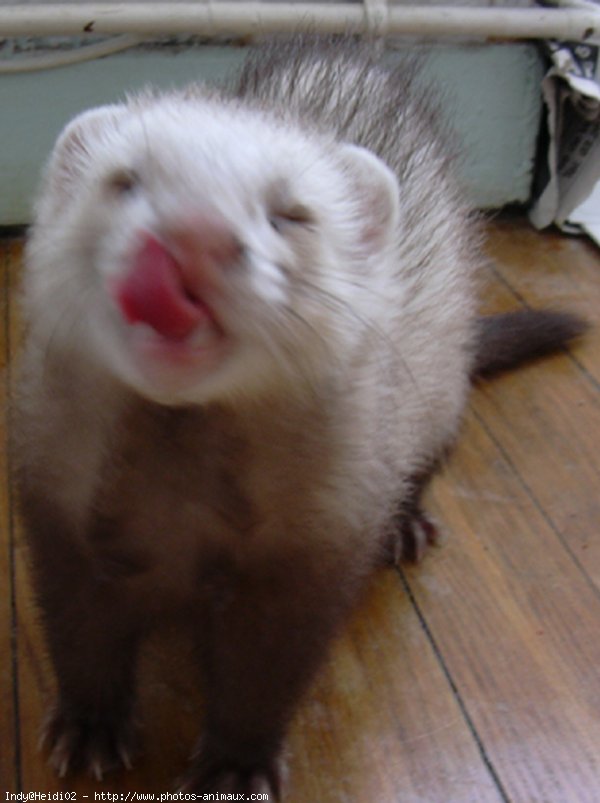 Photo de Furet