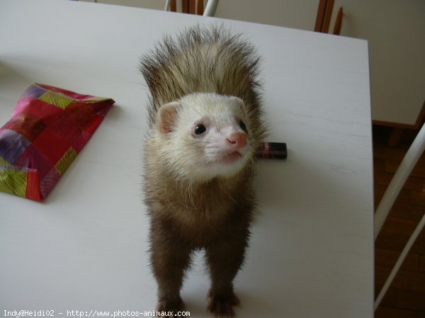 Photo de Furet