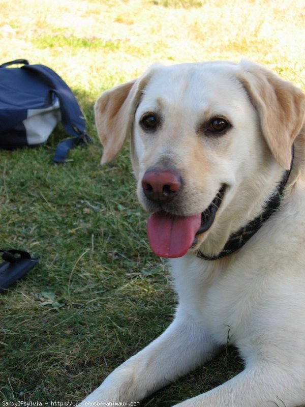 Photo de Labrador retriever