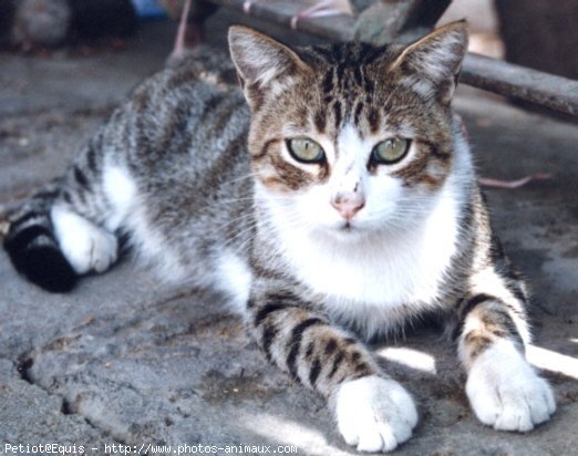 Photo de Chat domestique