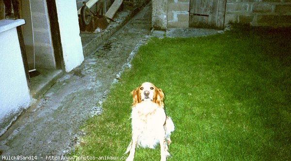 Photo d'Epagneul breton