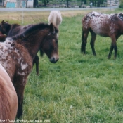 Photo d'Appaloosa