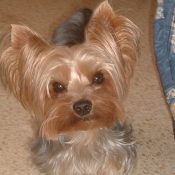 Photo de Yorkshire terrier