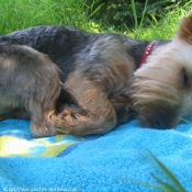 Photo de Yorkshire terrier