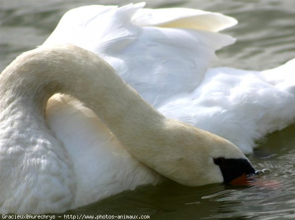 Photo de Cygne