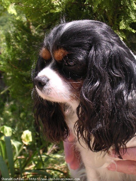 Photo de Cavalier king charles spaniel