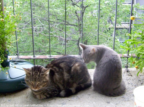 Photo de Chat domestique