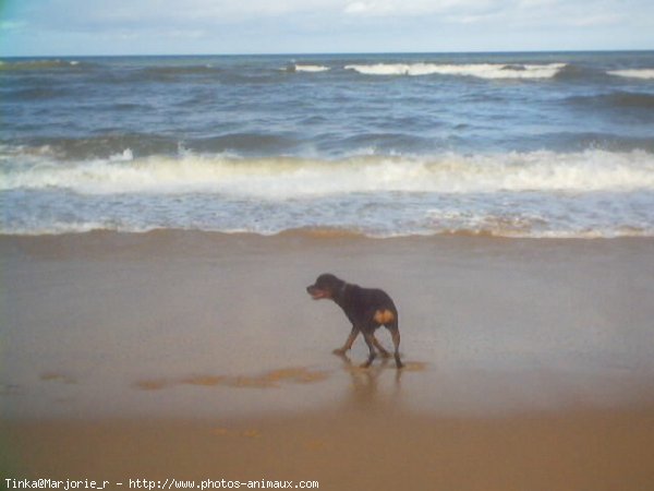 Photo de Rottweiler