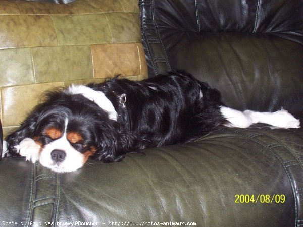 Photo de Cavalier king charles spaniel