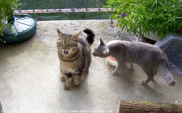 Photo de Chat domestique