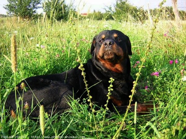 Photo de Rottweiler