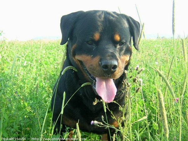 Photo de Rottweiler