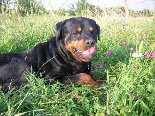 Photo de Rottweiler