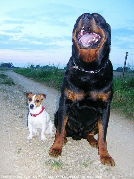 Photo de Races diffrentes