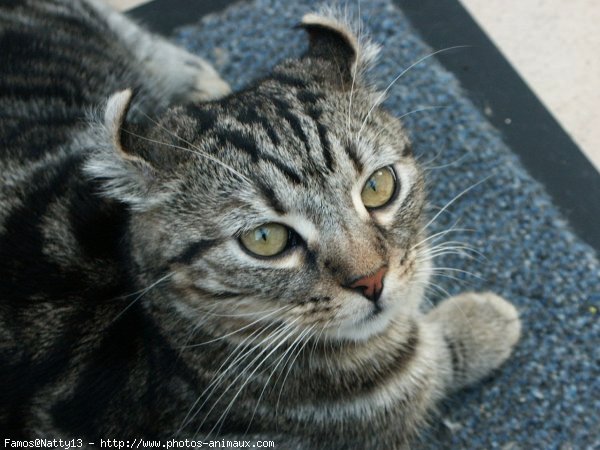 Photo d'American curl poil long