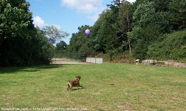 Photo de Boxer