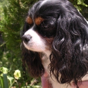 Photo de Cavalier king charles spaniel