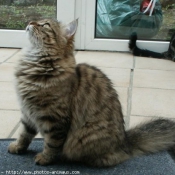 Photo d'American curl poil long