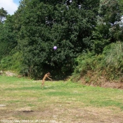 Photo de Boxer