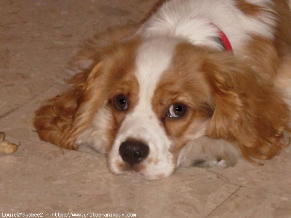 Photo de Cavalier king charles spaniel