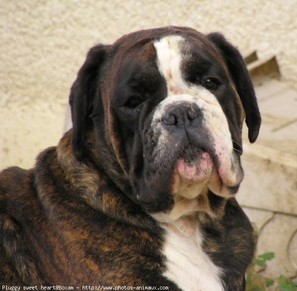 Photo de Boxer