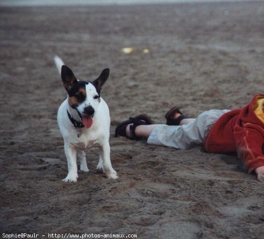 Photo de Jack russell terrier