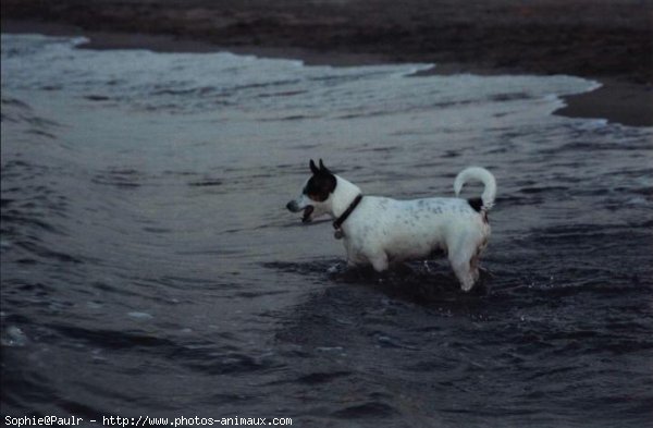 Photo de Jack russell terrier