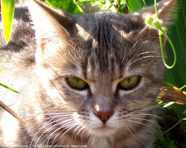 Photo de Chat domestique