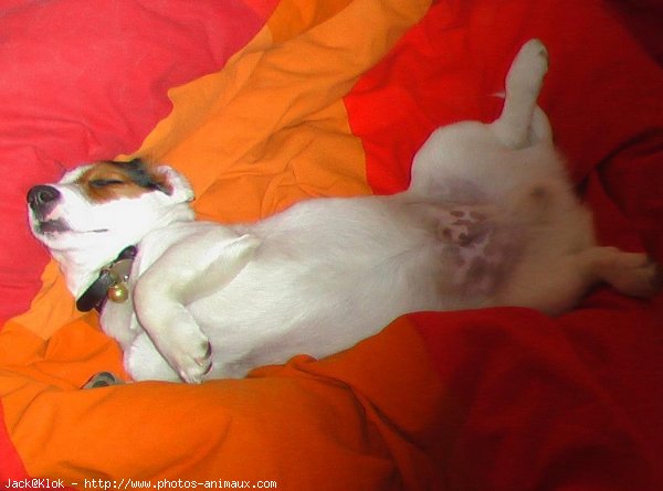 Photo de Jack russell terrier