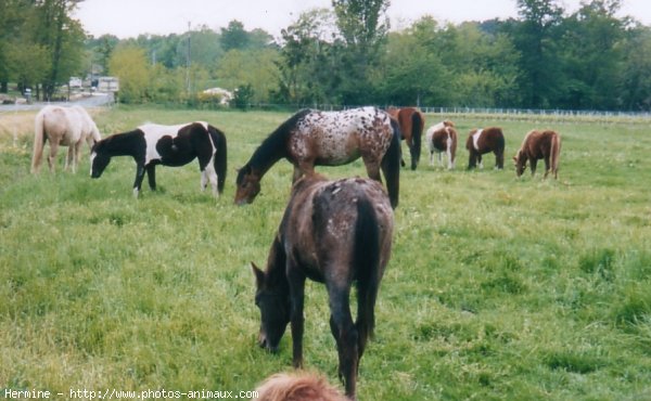 Photo d'Appaloosa