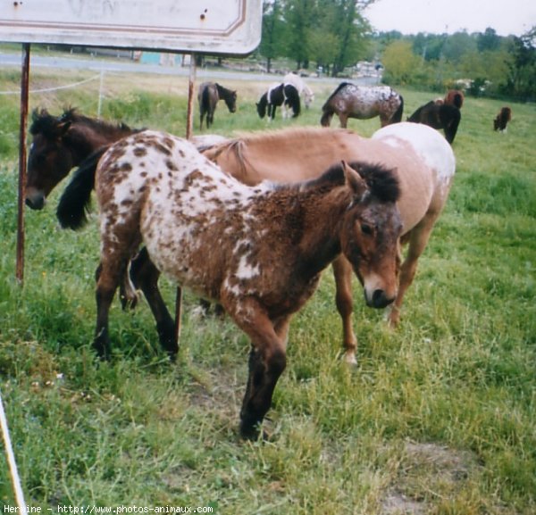 Photo d'Appaloosa