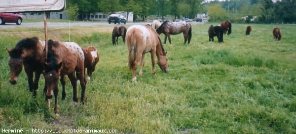 Photo d'Appaloosa