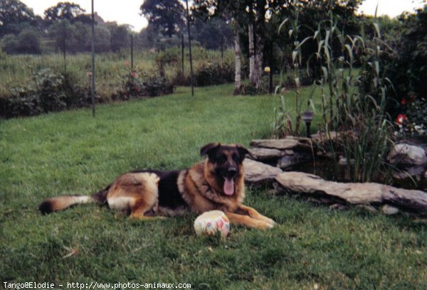 Photo de Berger allemand  poil court