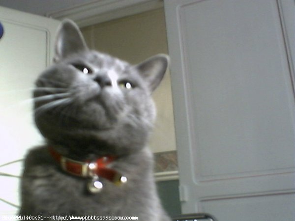 Photo de Chartreux