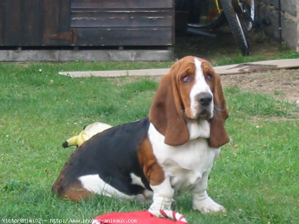 Photo de Basset hound