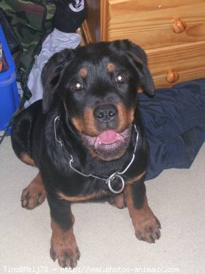 Photo de Rottweiler