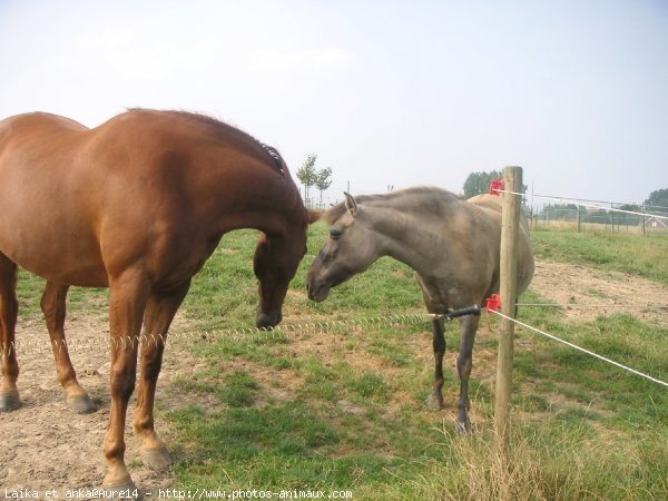 Photo de Races diffrentes