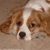 Photo de Cavalier king charles spaniel