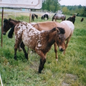 Photo d'Appaloosa