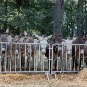 Photo de Races diffrentes