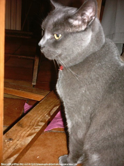 Photo de Chartreux