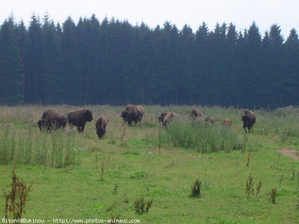 Photo de Bison