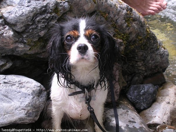 Photo de Cavalier king charles spaniel